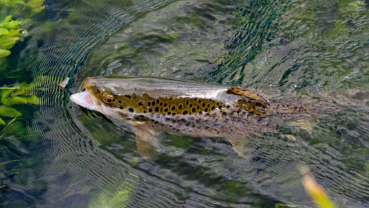Fly Fishing For Cheap Getting Started In Fly Fishing - Episode 7