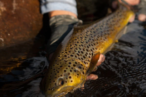 Trout Fly Fishing: 3 Bad Habits to Break