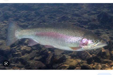 Triploid Trout(Why so Big!)