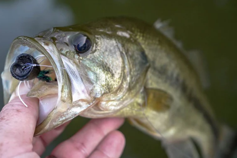 Fly Fish for Bass with Poppers