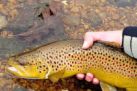 The Complete Guide to Fly Fishing for Brown Trout