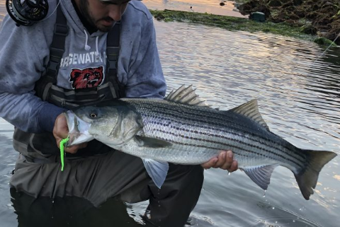 How to prepare fly fishing gear for striped bass