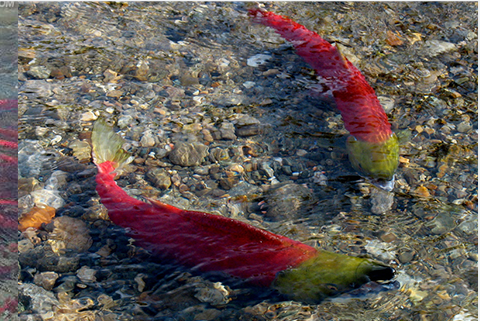 What equipment is needed for fly fishing for sockeye salmon?