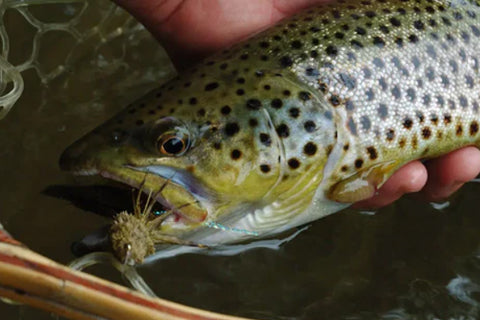 A guide to catching aggressive fall brown trout