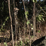 Jakt Ghillie-drakt, 3D-bladaktig Camo-drakt Militær- og skytetilbehør for Airsoft, Wildlife Photography Halloween