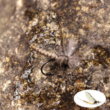 Kylebooker 6 peças #10 #12 #14 cdc pena asa mayfly veado cabelo corpo mosca seca rio rochoso truta pesca moscas isca isca